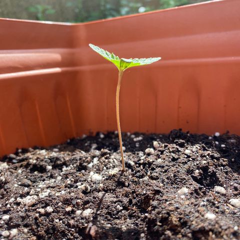 Banana Purple Punch Auto growlog timeline photo