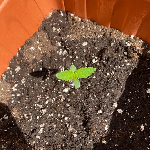 Banana Purple Punch Auto growlog timeline photo