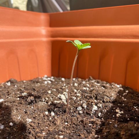 Banana Purple Punch Auto growlog timeline photo
