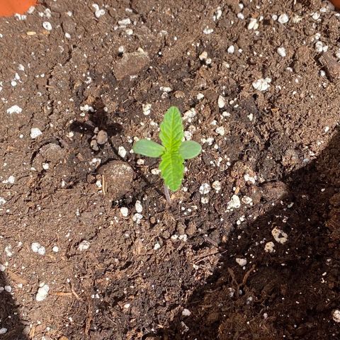 Banana Purple Punch Auto growlog timeline photo