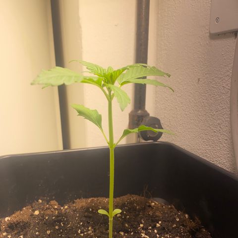 Banana Purple Punch Auto growlog timeline photo