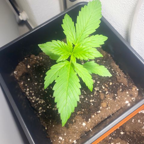 Banana Purple Punch Auto growlog timeline photo