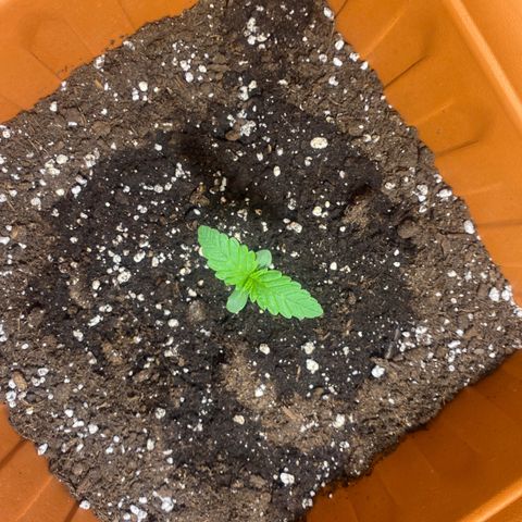 Banana Purple Punch Auto growlog timeline photo