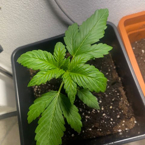 Banana Purple Punch Auto growlog timeline photo