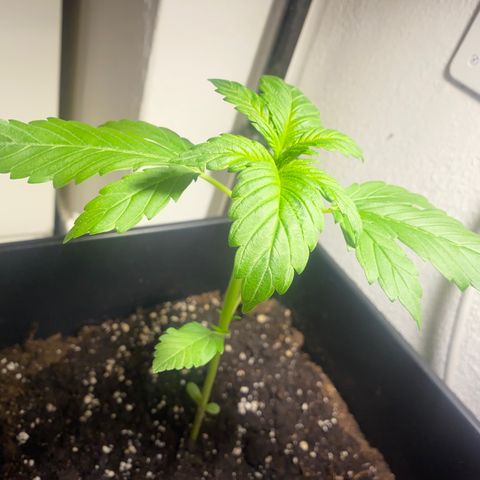 Banana Purple Punch Auto growlog timeline photo