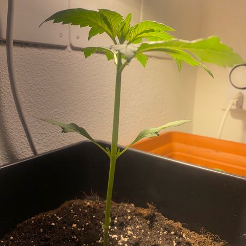Banana Purple Punch Auto growlog timeline photo