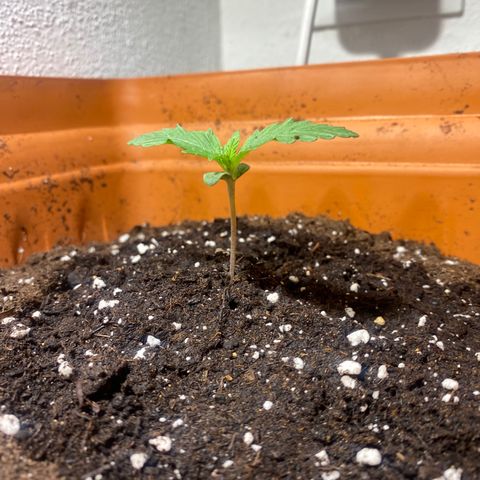 Banana Purple Punch Auto growlog photo: Aggiunta di terreno lightmix 