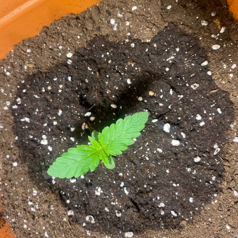 Banana Purple Punch Auto growlog photo: Aggiunta di terreno lightmix 