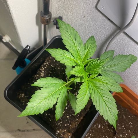 Banana Purple Punch Auto growlog timeline photo