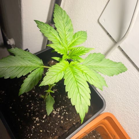 Banana Purple Punch Auto growlog timeline photo