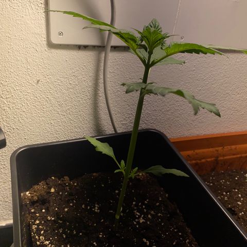 Banana Purple Punch Auto growlog timeline photo
