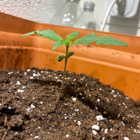 Banana Purple Punch Auto growlog timeline photo