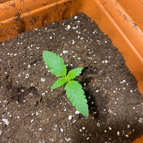 Banana Purple Punch Auto growlog timeline photo