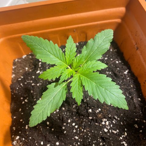 Banana Purple Punch Auto growlog timeline photo