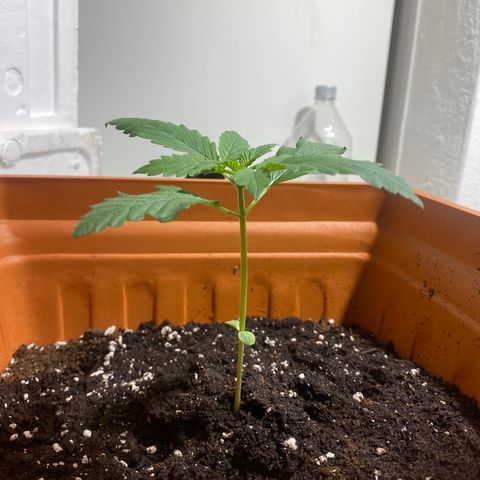Banana Purple Punch Auto growlog timeline photo