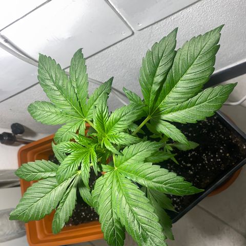 Banana Purple Punch Auto growlog timeline photo