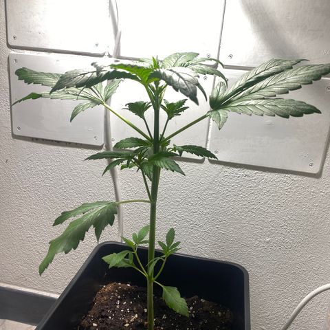 Banana Purple Punch Auto growlog timeline photo