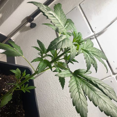 Banana Purple Punch Auto growlog timeline photo