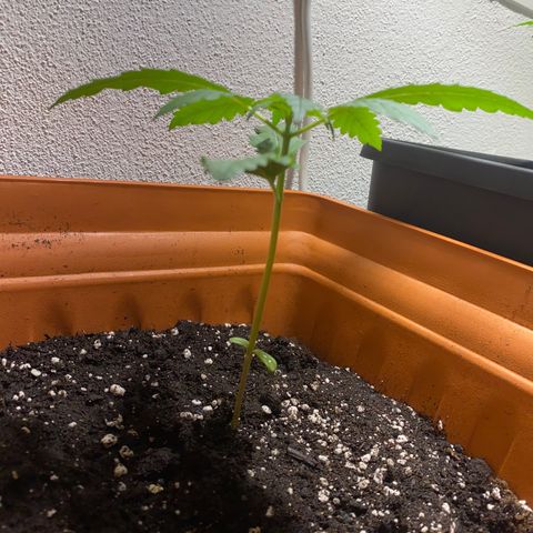 Banana Purple Punch Auto growlog timeline photo