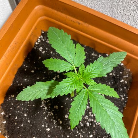Banana Purple Punch Auto growlog timeline photo