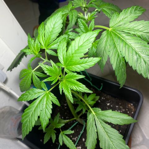 Banana Purple Punch Auto growlog timeline photo