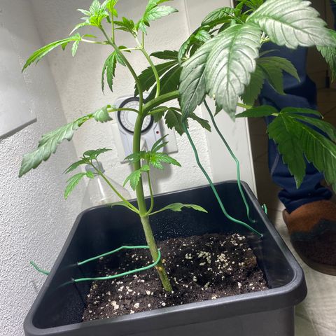 Banana Purple Punch Auto growlog timeline photo