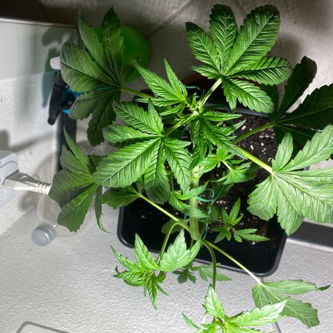 Banana Purple Punch Auto growlog timeline photo