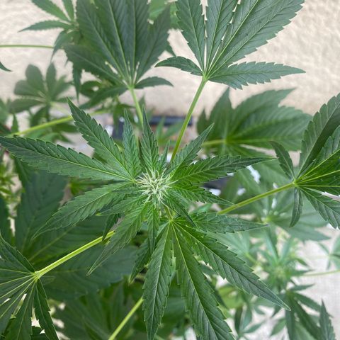 Banana Purple Punch Auto growlog timeline photo