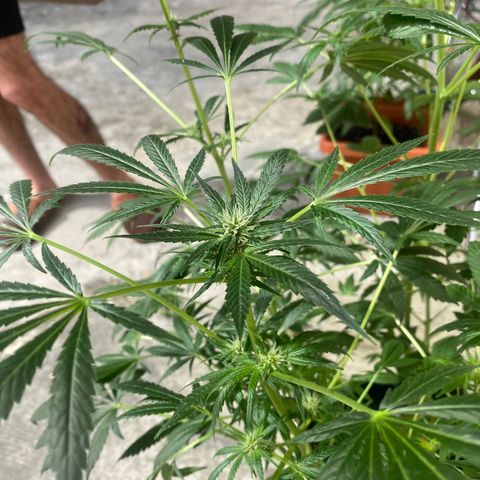 Banana Purple Punch Auto growlog timeline photo