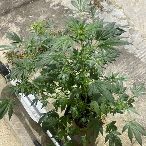 Banana Purple Punch Auto growlog timeline photo