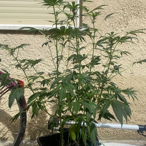 Banana Purple Punch Auto growlog timeline photo
