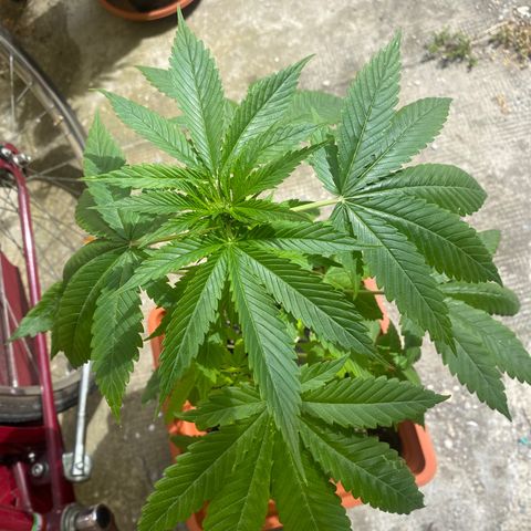 Banana Purple Punch Auto growlog timeline photo