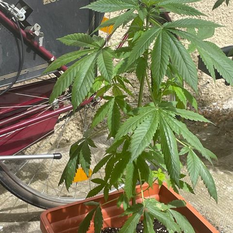Banana Purple Punch Auto growlog timeline photo