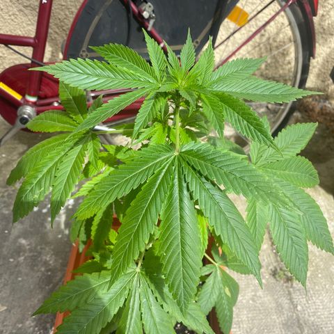 Banana Purple Punch Auto growlog timeline photo