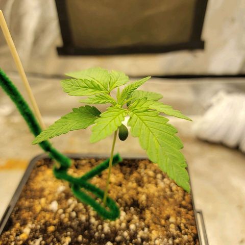 Critical Orange Punch growlog timeline photo