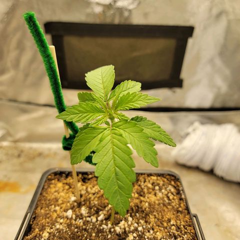 Critical Orange Punch growlog timeline photo