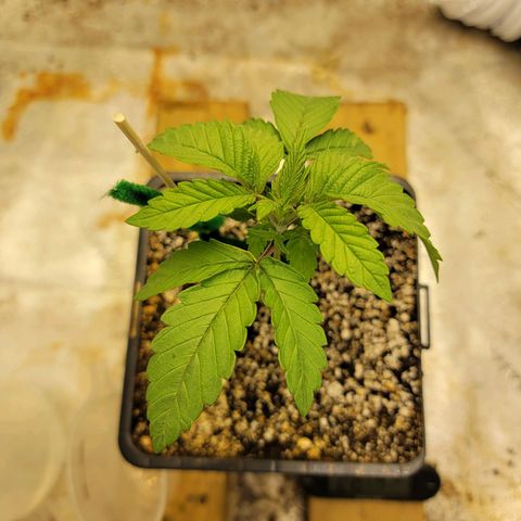 Critical Orange Punch growlog timeline photo