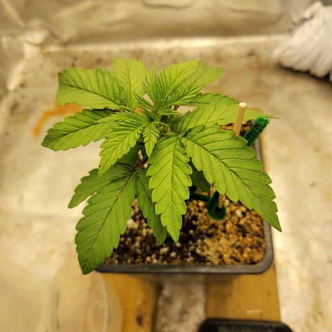 Critical Orange Punch growlog timeline photo