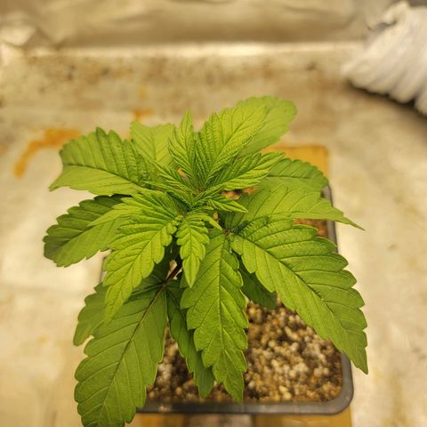 Critical Orange Punch growlog timeline photo