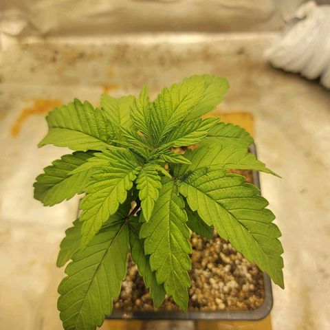 Critical Orange Punch growlog timeline photo