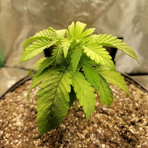 Critical Orange Punch growlog timeline photo