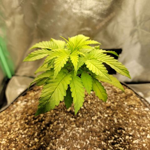 Critical Orange Punch growlog timeline photo