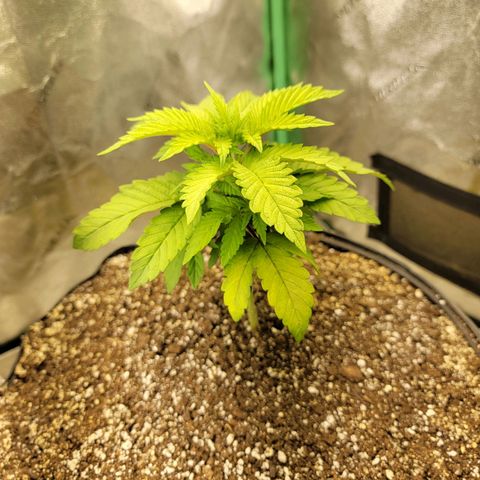 Critical Orange Punch growlog timeline photo