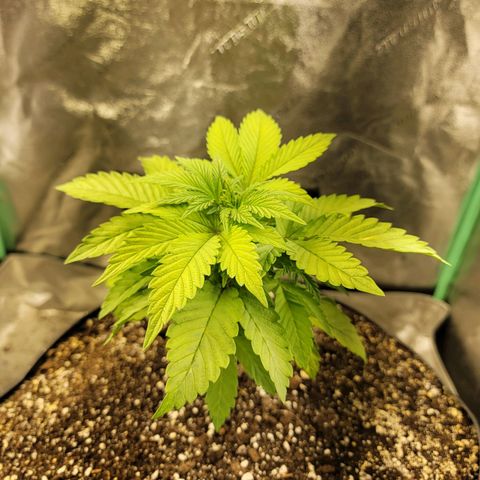 Critical Orange Punch growlog timeline photo