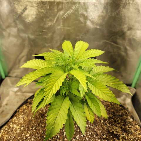Critical Orange Punch growlog timeline photo