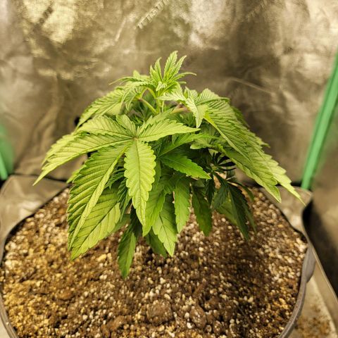Critical Orange Punch growlog timeline photo
