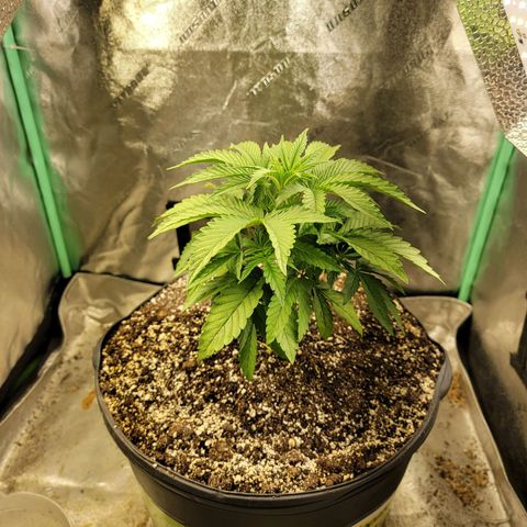 Critical Orange Punch growlog timeline photo