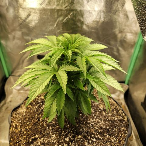 Critical Orange Punch growlog timeline photo