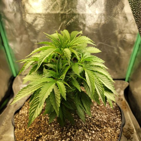 Critical Orange Punch growlog timeline photo