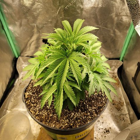 Critical Orange Punch growlog timeline photo